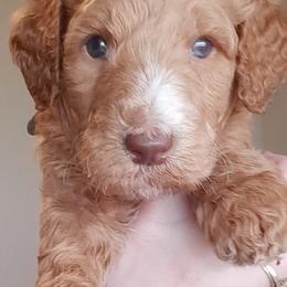Goldendoodle Puppies from Dahlia Doodles