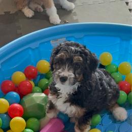 Nellie - carnelian - female Australian Mountain Doodle puppy in Las Vegas, Nevada from Gemstone Gang Doodles