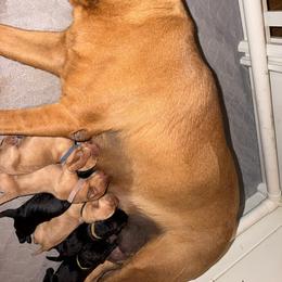 Black Collar - Black male Labrador Retriever puppy in San Tan Valley, Arizona from Upland Valley Kennels
