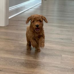 Poodle puppies from Silver Moon Poodles