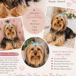 Princess - Yorkshire Terrier