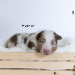 Popcorn - Red merle male Miniature Australian Shepherd puppy in Wooster, Ohio from Kari's Mini Aussies