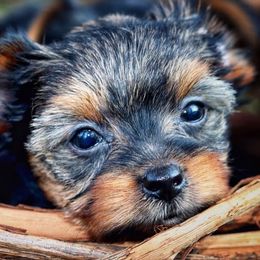 Yorkshire Terriers from Purebred Yorkies