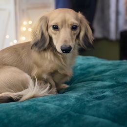 Squeak - Dachshund