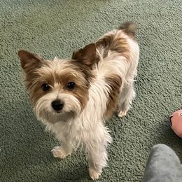 Miley - Yorkshire Terrier
