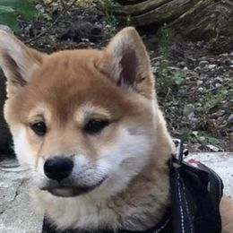Shiba Inu from Majestic Shiba Inu’s