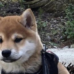 Shiba Inu from Majestic Shiba Inu’s