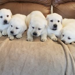 Labrador Retrievers from Adams White Labradors