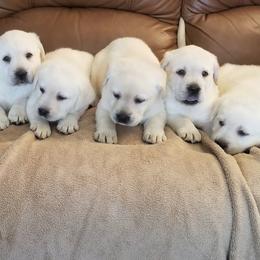 Labrador Retrievers from Adams White Labradors