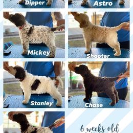 Lagotto Romagnolo Puppies from Crescendo Lagotto Romagnolos