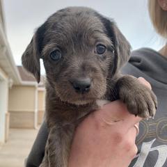 Aussiedoodle and Leopardoodle Puppies from A Puppy Crush
