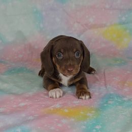 Dachshund Puppies from Newbern's Nuggets