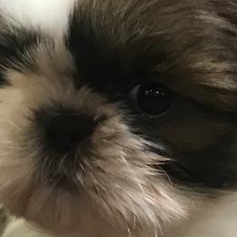 Shih Tzu Puppies from Willow Lane Shih Tzus