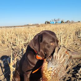 Howdy - Labrador Retriever