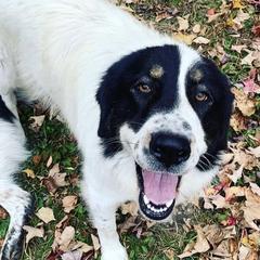 Karakachans from Roan View Farm