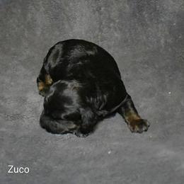 Zuco - Black and tan male Cockapoo puppy in Sunset, Louisiana from Cano Cockapoos