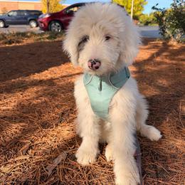 Pearl (aka Hope) - Blue merle and white female Sheepadoodle puppy in Vernonia, Oregon from Life Unleashed Farm