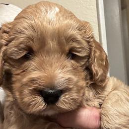 Labradoodles from Napa Valley Labradoodles