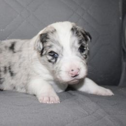 Dipper - black collar - Blue merle male Border Collie puppy in Crawfordsville, Indiana from Rescued Dreams Border Collies