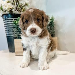 Abby - Red merle female Aussiedoodle puppy in Flagstaff, Arizona from Gunstock Doodles