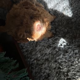 Goldendoodle and Poodle Puppies from Natalia Ovalle