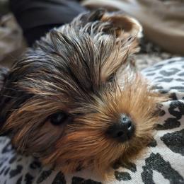 Small girl 1 - Black and tan female Yorkshire Terrier puppy in Spokane, Washington from Dana's Yorkies