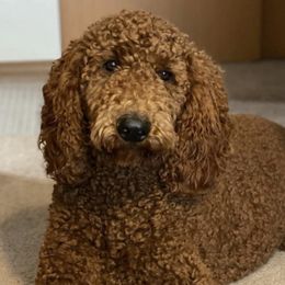 Poodles from Red Horizon