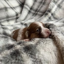 Ginger - Red sable female Havanese puppy in Starr, South Carolina from Home with Havanese