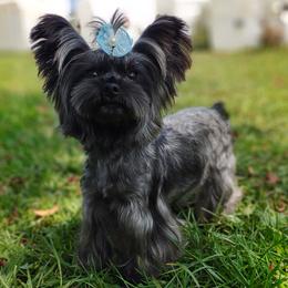 Mithril - Blue and gold female Yorkshire Terrier puppy in Barren Springs, Virginia from Seeking Shalom Acres Maltese, Maltipoos & Havamalts
