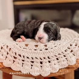 Lettie - Merle female Bernedoodle puppy in Cold Spring, Minnesota from A.N.A. Doodles