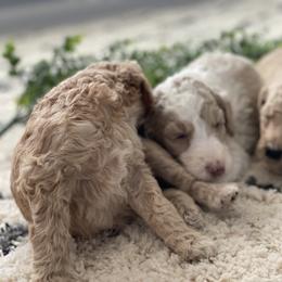 Poodle Puppies from Home of Doodles