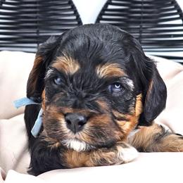 Ken (Blue) - Black and tan male Cavapoo puppy in Georgetown, Texas from Mc Doodles of Texas LLC