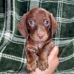 CKC JORDEE - Chocolate and tan male Dachshund puppy in Swink, Oklahoma from Palali Farm