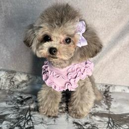 Silvia China - Silver female Poodle puppy in California from Yorkie & Maltese Royalty