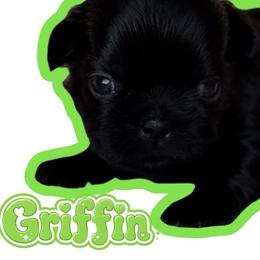 Griffin - Black male Shih Tzu puppy in San Tan Valley, Arizona from My Puppy Tzu
