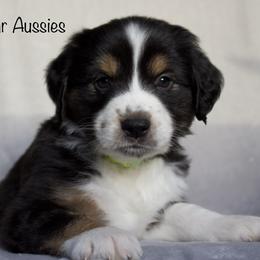 Australian Shepherd Puppies from Bright Star Aussies