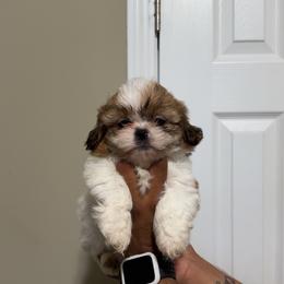 Pink - Gold and white female Shih Tzu puppy in Winston Salem, North Carolina from Shihtzuandoodlenc.LLC