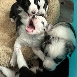 Border Collie Puppies from Roaring River Border Collies