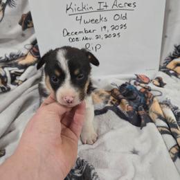 Rip - Black and tan male Pembroke Welsh Corgi puppy in Chariton, Iowa from Kickin It Acres BCs