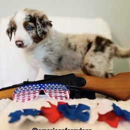 Burrito - Red merle male Australian Shepherd puppy in Michigan from Tara Jacobs