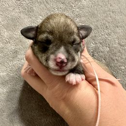 Pink Girl - Salt and pepper female Miniature Schnauzer puppy in Floyd, Virginia from Little River Puppies