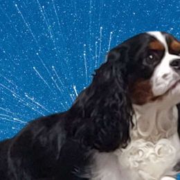 Ember - Cavalier King Charles Spaniel