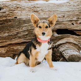 Cider - Pembroke Welsh Corgi