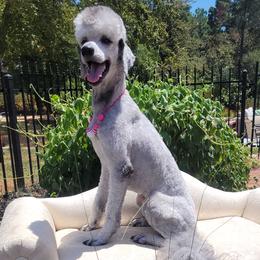Poodle puppies from Pruitt Family Kennels