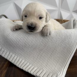 Green collar - Light golden male Golden Retriever puppy in Radcliff, Kentucky from It’s A Golden Life