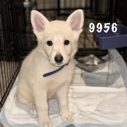 Tesla - White female German Shepherd puppy in Yuba City, California from Barton’s German Shepherds