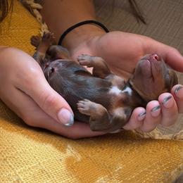 Bruno - Chocolate and tan male Dachshund puppy in Buffalo, New York from Flanagan’s Pride of Scotland