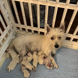 West Highland White Terrier Puppies from Westend Westies