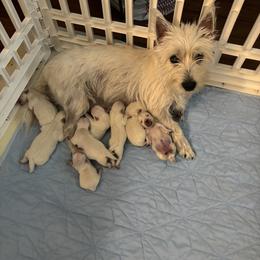 West Highland White Terrier Puppies from Westend Westies