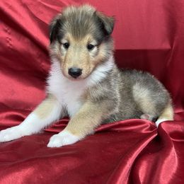 Oliver - Sable male Collie puppy in Groveland, Florida from Palmhaven Collies